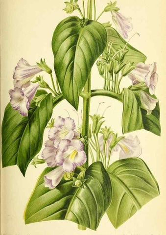 Reproducción/Reproduction 46652068602: Revue horticole.. Paris :Librairie agricole de la maison rustique,1829-1974.. 