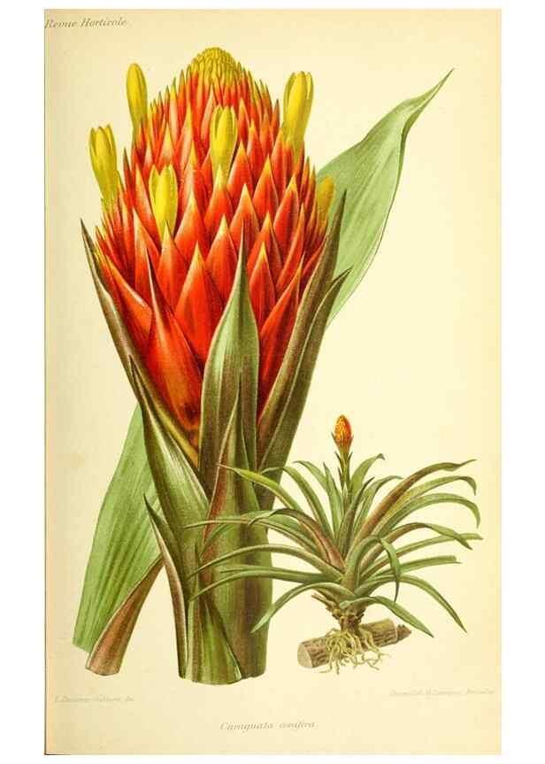 Reproducción/Reproduction 46704792981: Revue horticole.. Paris :Librairie agricole de la maison rustique,1829-1974.. 
