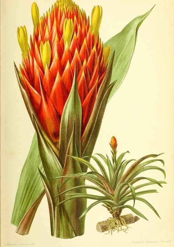 Reproducción/Reproduction 46704792981: Revue horticole.. Paris :Librairie agricole de la maison rustique,1829-1974.. 