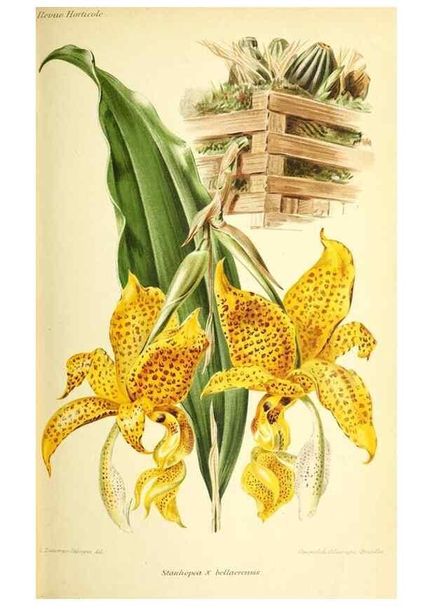 Reproducción/Reproduction 31763419167: Revue horticole.. Paris :Librairie agricole de la maison rustique,1829-1974.. 