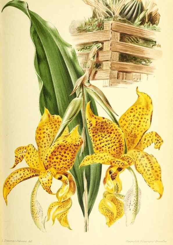 Reproducción/Reproduction 31763419167: Revue horticole.. Paris :Librairie agricole de la maison rustique,1829-1974.. 
