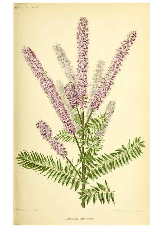 Reproducción/Reproduction 46704795731: Revue horticole.. Paris :Librairie agricole de la maison rustique,1829-1974.. 