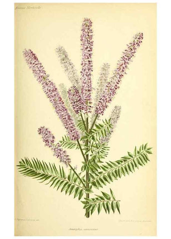 Reproducción/Reproduction 46704795731: Revue horticole.. Paris :Librairie agricole de la maison rustique,1829-1974.. 