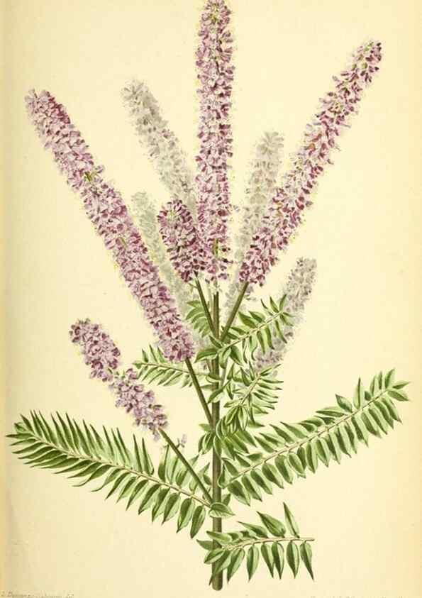 Reproducción/Reproduction 46704795731: Revue horticole.. Paris :Librairie agricole de la maison rustique,1829-1974.. 