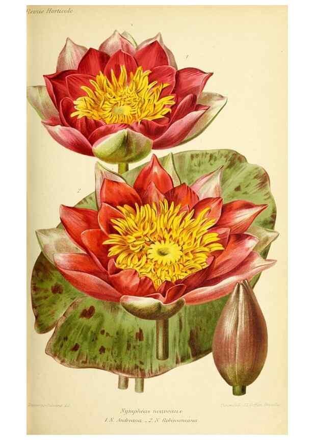 Reproducción/Reproduction 32829920048: Revue horticole.. Paris :Librairie agricole de la maison rustique,1829-1974.. 