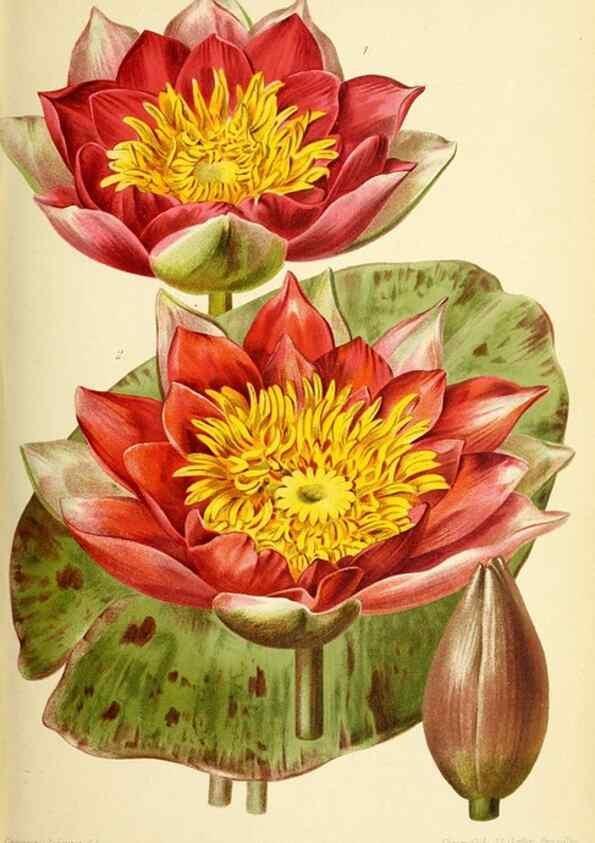 Reproducción/Reproduction 32829920048: Revue horticole.. Paris :Librairie agricole de la maison rustique,1829-1974.. 