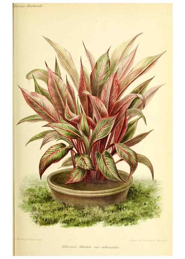 Reproducción/Reproduction 46652064822: Revue horticole.. Paris :Librairie agricole de la maison rustique,1829-1974.. 
