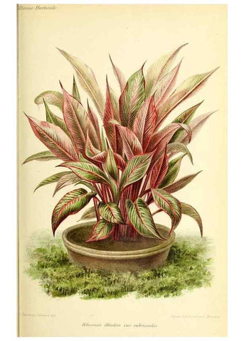 Reproducción/Reproduction 46652064822: Revue horticole.. Paris :Librairie agricole de la maison rustique,1829-1974.. 