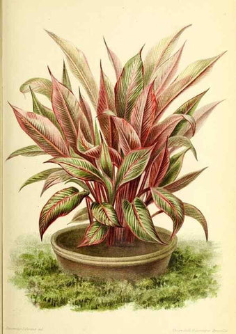 Reproducción/Reproduction 46652064822: Revue horticole.. Paris :Librairie agricole de la maison rustique,1829-1974.. 