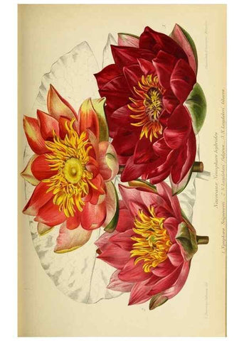 Reproducción/Reproduction 31763321157: Revue horticole.. Paris :Librairie agricole de la maison rustique,1829-1974.. 