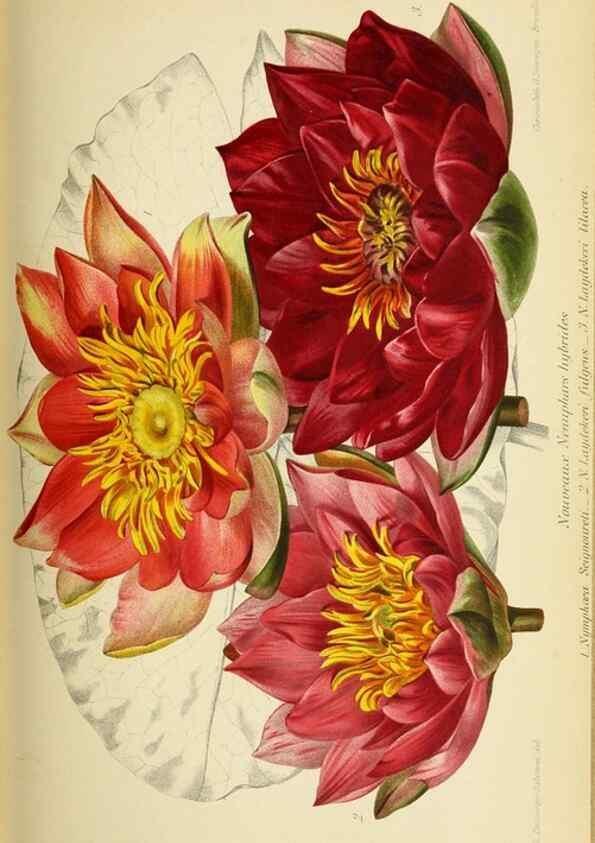 Reproducción/Reproduction 31763321157: Revue horticole.. Paris :Librairie agricole de la maison rustique,1829-1974.. 