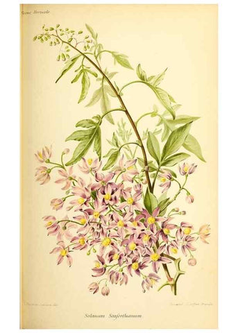 Reproducción/Reproduction 46705011661: Revue horticole.. Paris :Librairie agricole de la maison rustique,1829-1974.. 