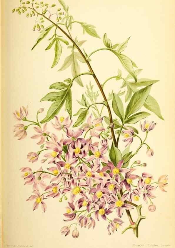 Reproducción/Reproduction 46705011661: Revue horticole.. Paris :Librairie agricole de la maison rustique,1829-1974.. 