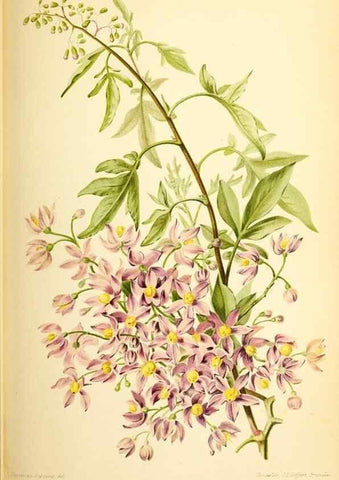 Reproducción/Reproduction 46705011661: Revue horticole.. Paris :Librairie agricole de la maison rustique,1829-1974.. 