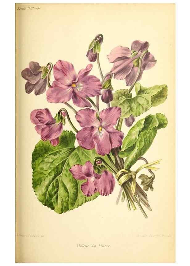 Reproducción/Reproduction 46652326532: Revue horticole.. Paris :Librairie agricole de la maison rustique,1829-1974.. 