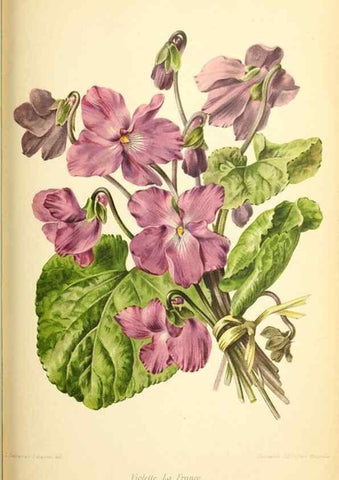Reproducción/Reproduction 46652326532: Revue horticole.. Paris :Librairie agricole de la maison rustique,1829-1974.. 