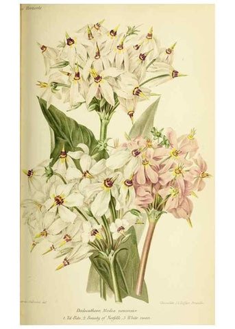 Reproducción/Reproduction 45789636035: Revue horticole.. Paris :Librairie agricole de la maison rustique,1829-1974.. 