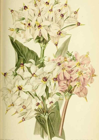 Reproducción/Reproduction 45789636035: Revue horticole.. Paris :Librairie agricole de la maison rustique,1829-1974.. 
