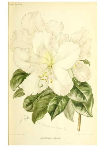 Reproducción/Reproduction 31763752737: Revue horticole.. Paris :Librairie agricole de la maison rustique,1829-1974.. 