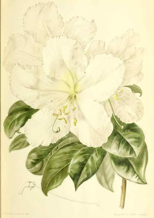 Reproducción/Reproduction 31763752737: Revue horticole.. Paris :Librairie agricole de la maison rustique,1829-1974.. 