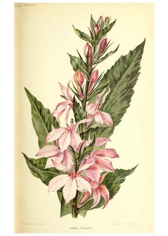 Reproducción/Reproduction 31763753687: Revue horticole.. Paris :Librairie agricole de la maison rustique,1829-1974.. 