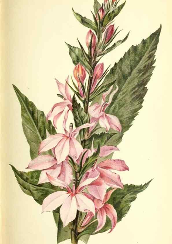Reproducción/Reproduction 31763753687: Revue horticole.. Paris :Librairie agricole de la maison rustique,1829-1974.. 