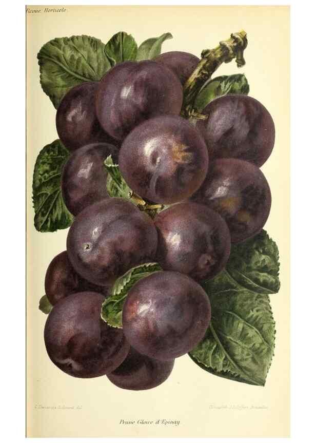 Reproducción/Reproduction 46705081771: Revue horticole.. Paris :Librairie agricole de la maison rustique,1829-1974.. 