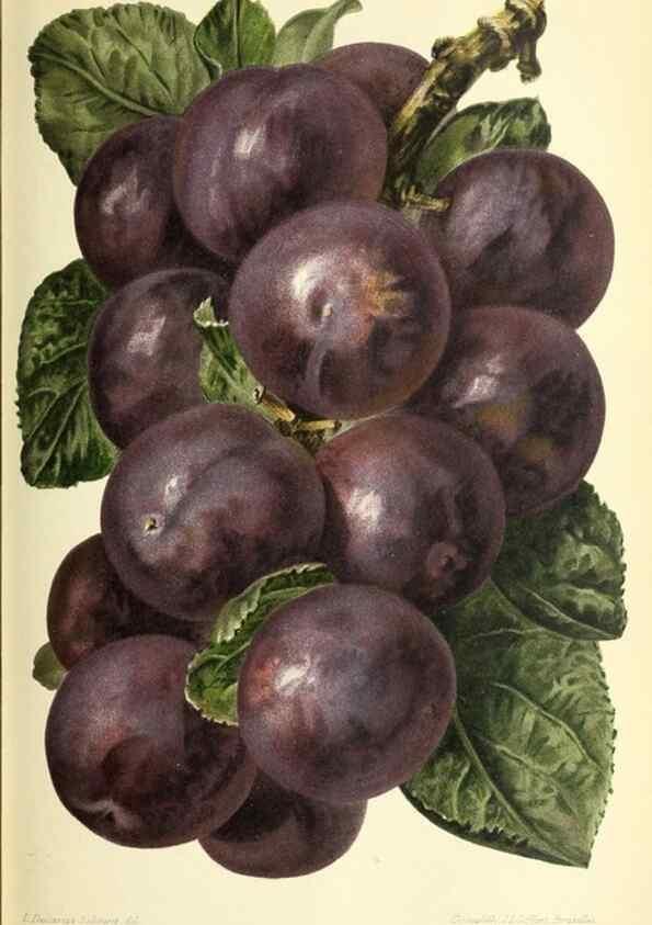 Reproducción/Reproduction 46705081771: Revue horticole.. Paris :Librairie agricole de la maison rustique,1829-1974.. 