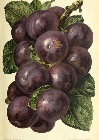 Reproducción/Reproduction 46705081771: Revue horticole.. Paris :Librairie agricole de la maison rustique,1829-1974.. 
