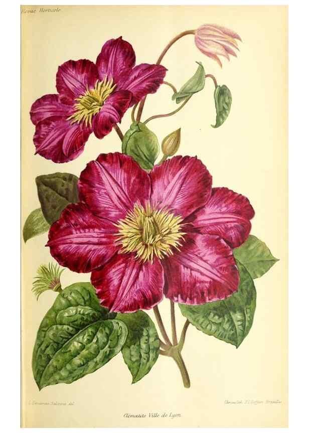 Reproducción/Reproduction 32830262058: Revue horticole.. Paris :Librairie agricole de la maison rustique,1829-1974.. 