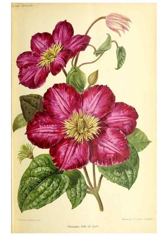 Reproducción/Reproduction 32830262058: Revue horticole.. Paris :Librairie agricole de la maison rustique,1829-1974.. 