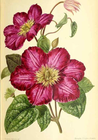 Reproducción/Reproduction 32830262058: Revue horticole.. Paris :Librairie agricole de la maison rustique,1829-1974.. 