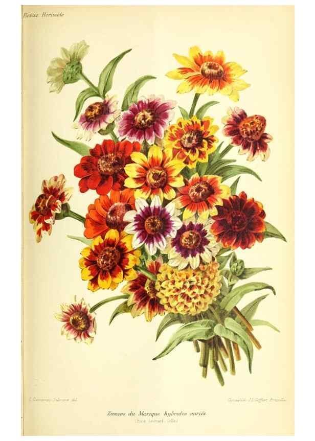 Reproducción/Reproduction 32830267468: Revue horticole.. Paris :Librairie agricole de la maison rustique,1829-1974.. 
