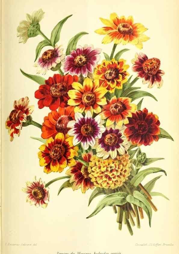 Reproducción/Reproduction 32830267468: Revue horticole.. Paris :Librairie agricole de la maison rustique,1829-1974.. 