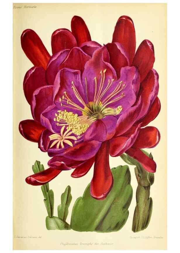 Reproducción/Reproduction 32830268768: Revue horticole.. Paris :Librairie agricole de la maison rustique,1829-1974.. 