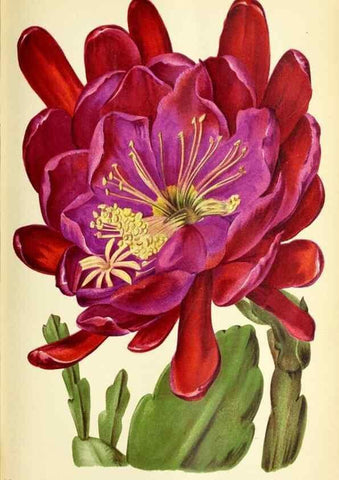 Reproducción/Reproduction 32830268768: Revue horticole.. Paris :Librairie agricole de la maison rustique,1829-1974.. 