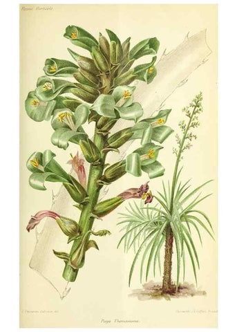 Reproducción/Reproduction 46705096071: Revue horticole.. Paris :Librairie agricole de la maison rustique,1829-1974.. 
