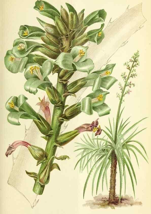 Reproducción/Reproduction 46705096071: Revue horticole.. Paris :Librairie agricole de la maison rustique,1829-1974.. 