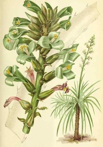 Reproducción/Reproduction 46705096071: Revue horticole.. Paris :Librairie agricole de la maison rustique,1829-1974.. 