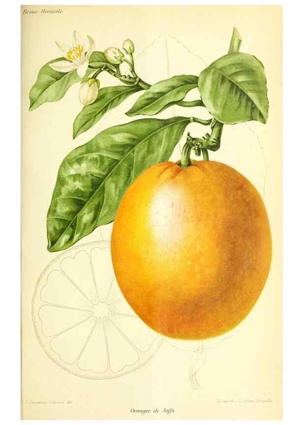Reproducción/Reproduction 31763770117: Revue horticole.. Paris :Librairie agricole de la maison rustique,1829-1974.. 