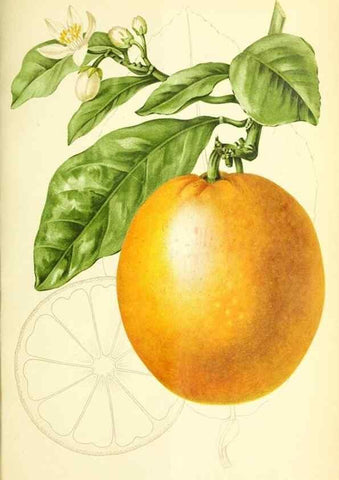 Reproducción/Reproduction 31763770117: Revue horticole.. Paris :Librairie agricole de la maison rustique,1829-1974.. 