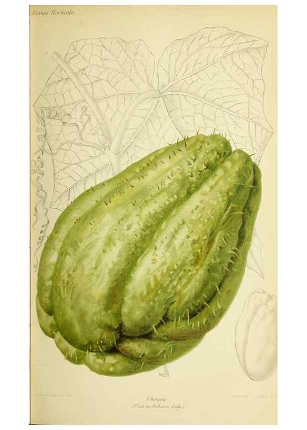 Reproducción/Reproduction 39740151303: Revue horticole.. Paris :Librairie agricole de la maison rustique,1829-1974.. 