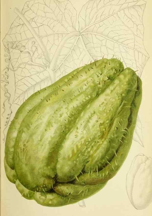 Reproducción/Reproduction 39740151303: Revue horticole.. Paris :Librairie agricole de la maison rustique,1829-1974.. 