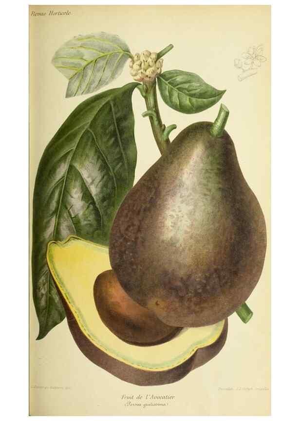 Reproducción/Reproduction 46652436432: Revue horticole.. Paris :Librairie agricole de la maison rustique,1829-1974.. 