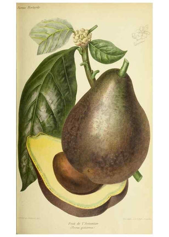 Reproducción/Reproduction 46652436432: Revue horticole.. Paris :Librairie agricole de la maison rustique,1829-1974.. 