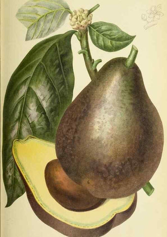 Reproducción/Reproduction 46652436432: Revue horticole.. Paris :Librairie agricole de la maison rustique,1829-1974.. 