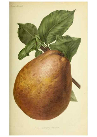 Reproducción/Reproduction 31763823227: Revue horticole.. Paris :Librairie agricole de la maison rustique,1829-1974.. 