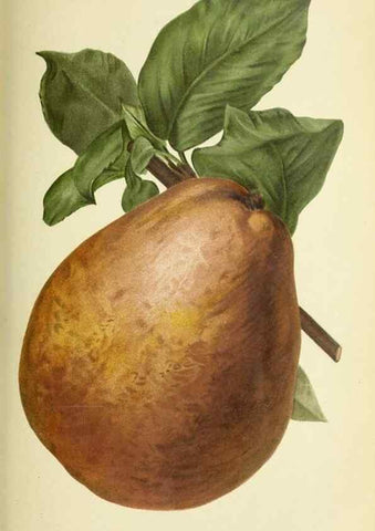 Reproducción/Reproduction 31763823227: Revue horticole.. Paris :Librairie agricole de la maison rustique,1829-1974.. 