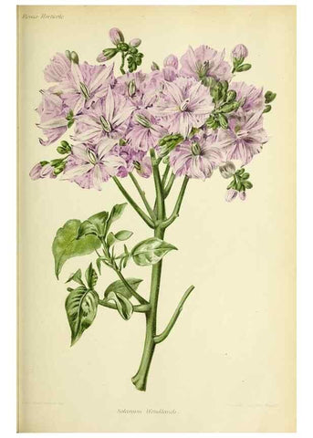 Reproducción/Reproduction 39740187183: Revue horticole.. Paris :Librairie agricole de la maison rustique,1829-1974.. 