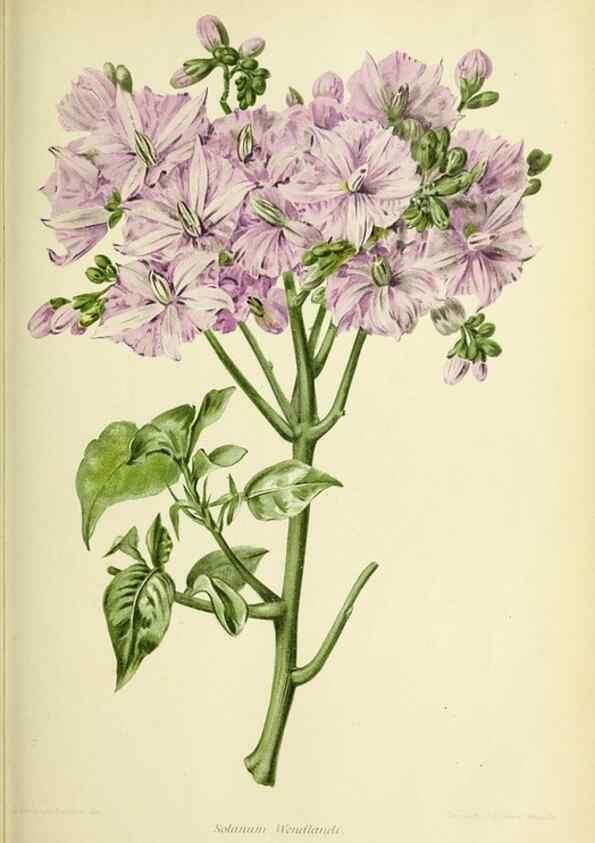 Reproducción/Reproduction 39740187183: Revue horticole.. Paris :Librairie agricole de la maison rustique,1829-1974.. 